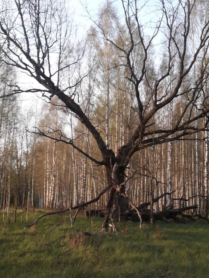 In Nature Białowieża Exterior foto